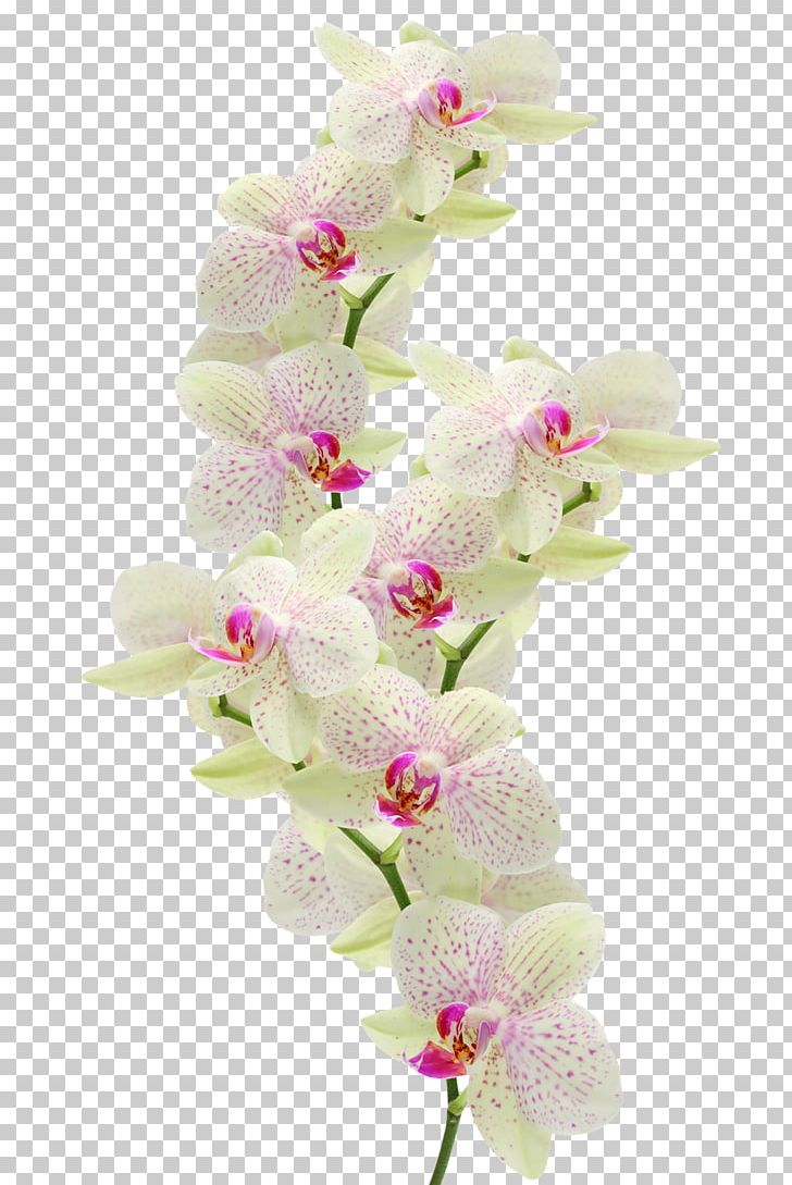 Orchids Flower PNG, Clipart, Computer Software, Cut Flowers, Dendrobium, Desktop Wallpaper, Floral Design Free PNG Download