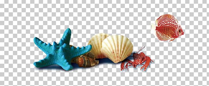 Seashell PNG, Clipart, Adobe Illustrator, Beach, Christmas Decoration, Computer Wallpaper, Conch Free PNG Download