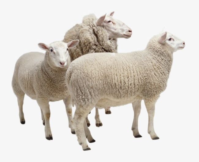 Sheep PNG, Clipart, Agriculture, Animal, Domestic Animals, Ewe, Farm Free PNG Download