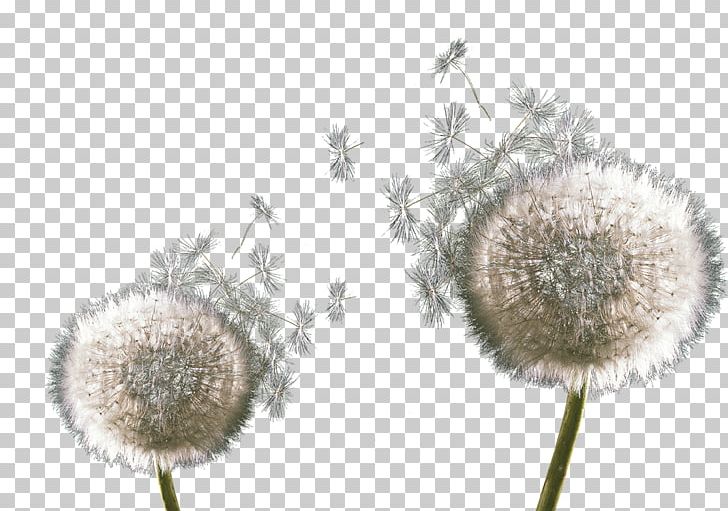 Dandelion Google S Icon PNG, Clipart, Black Dandelion, Dandelion, Dandelion Flower, Dandelions, Dandelion Seeds Free PNG Download