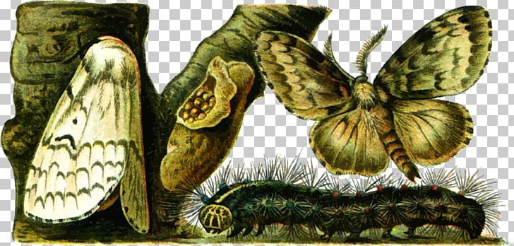 United States European Gypsy Moth Insect Caterpillar PNG, Clipart, Animals, Archeology, Bombycidae, Bombyx Mori, Butterflies Free PNG Download