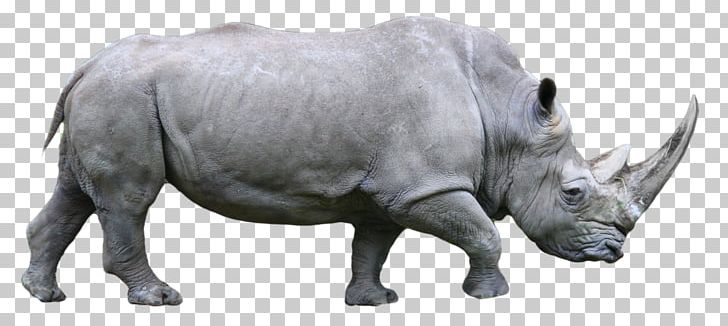 Western Black Rhinoceros Rhinoceros 3D PNG, Clipart, African Rhino, Animal Figure, Animals, Black Rhinoceros, Computer Icons Free PNG Download
