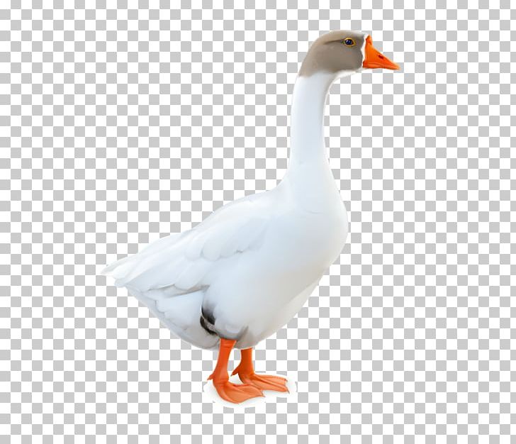 Domestic Goose Duck Feather PNG, Clipart, Animals, Beak, Bird, Canada Goose, Cartoon Goose Free PNG Download