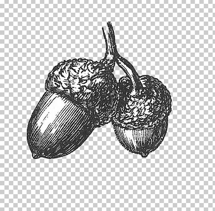 Drawing White Oak Acorn PNG, Clipart, Acorn, Acorn Drawing, Albom, Art, Black And White Free PNG Download