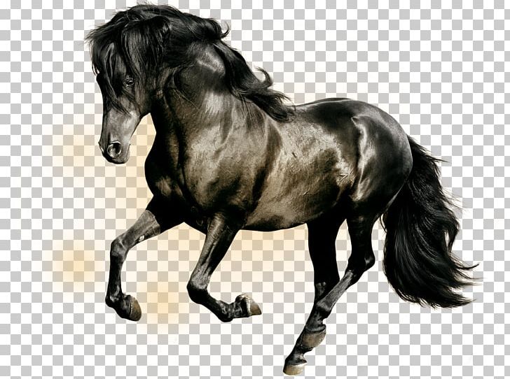 Horse Stallion High-definition Television Black PNG, Clipart, 4k Resolution, 2160p, Animals, Black, Black And White Free PNG Download