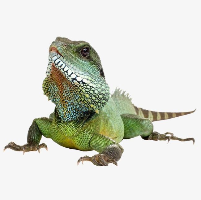 Lizard PNG, Clipart, Animal, Creative, Lizard, Lizard Clipart, Lizard Creative Free PNG Download