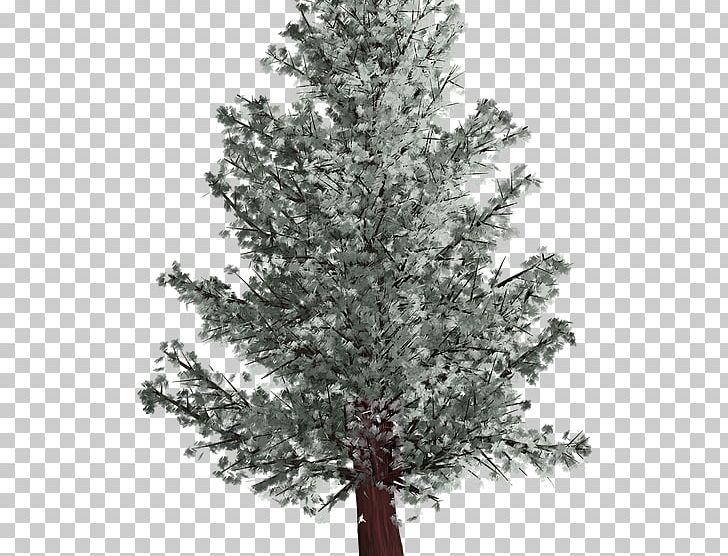 Spruce Fir Tree Pine Winter PNG, Clipart, Branch, Christmas Tree, Conifer, Cypress Family, Evergreen Free PNG Download