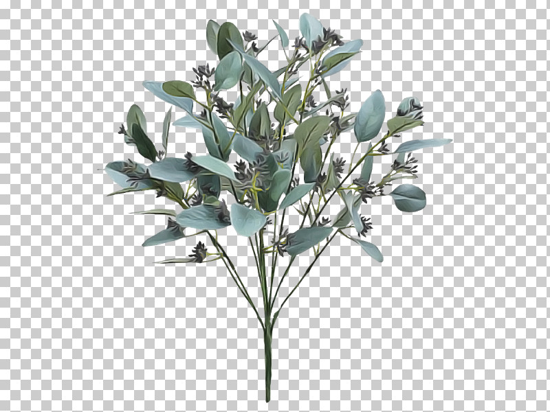 Plant Flower Branch Leaf Tree PNG, Clipart, Branch, Eucalyptus, Flower, Leaf, Plant Free PNG Download