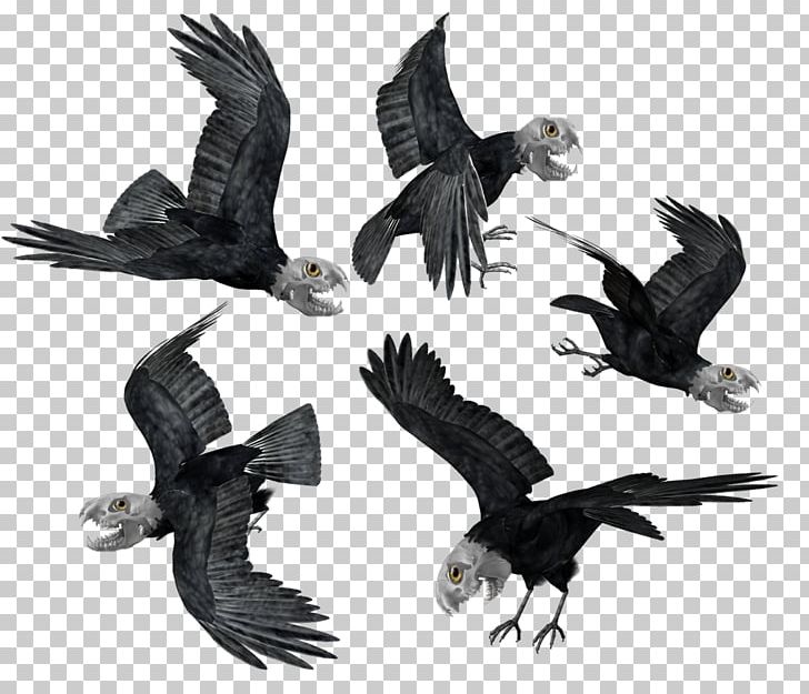 Bird Bald Eagle Common Raven Hooded Crow PNG, Clipart, Accipitriformes, Animals, Bald Eagle, Beak, Bird Free PNG Download