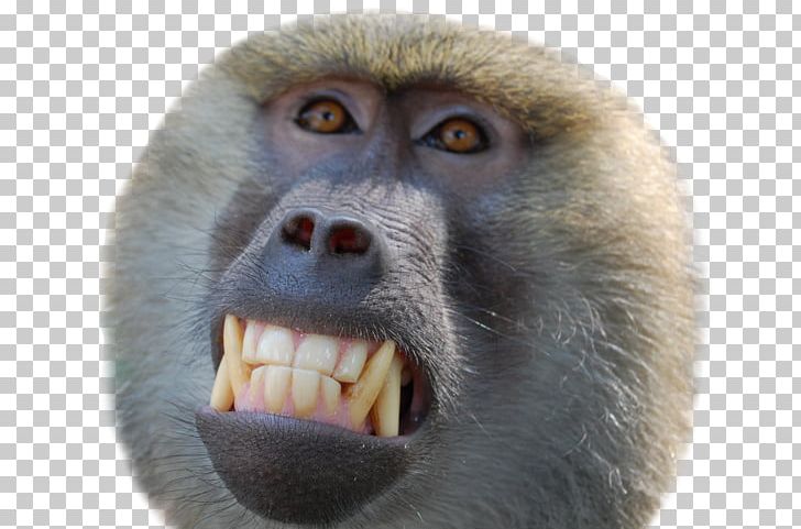 Primate Mandrill Monkey Macaque Cercopithecidae PNG, Clipart, Animal, Animals, Ape, Baboon, Baboons Free PNG Download