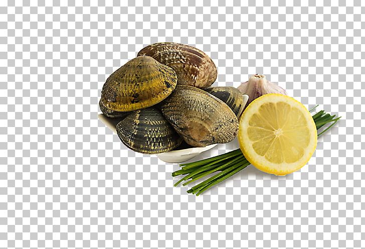 Cockle Clam Mussel Oyster Venerupis Decussata PNG, Clipart, Aguas Frescas, Animals, Animal Source Foods, Clam, Clams Oysters Mussels And Scallops Free PNG Download