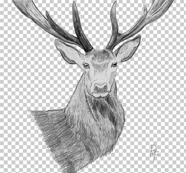 Elk Reindeer Drawing Sketch PNG, Clipart, Animals, Antler, Art, Art Museum, Black And White Free PNG Download