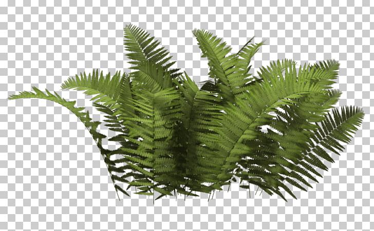Ferns Bush PNG, Clipart, Bushes And Branches, Nature Free PNG Download