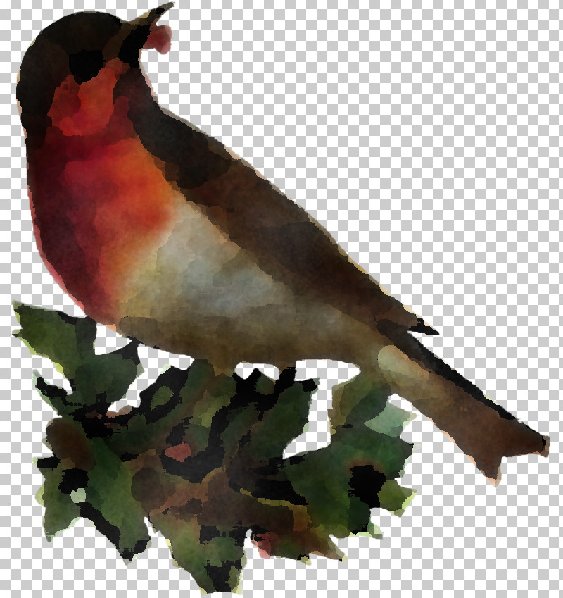 Bird Beak Finch Perching Bird Songbird PNG, Clipart, Beak, Bird, Cuculiformes, Finch, Perching Bird Free PNG Download