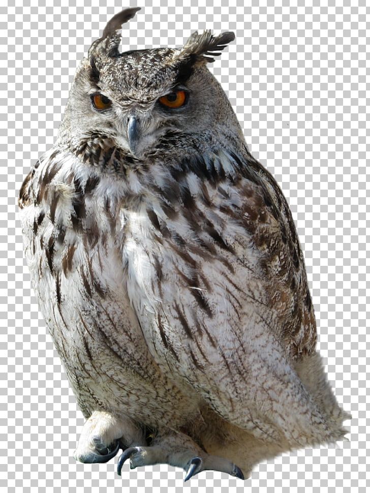 Great Horned Owl PNG, Clipart, Animals, Beak, Bird, Bird Of Prey, Eurasian Eagleowl Free PNG Download
