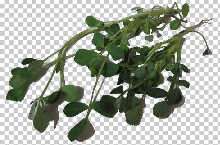 Leaf Vegetable Herb Fenugreek Medicinal Plants PNG, Clipart, Como, Del, Diabetes Mellitus, Esta, Fenugreek Free PNG Download