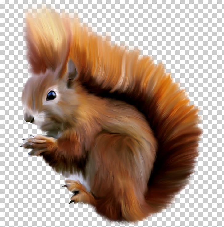 Squirrel PNG, Clipart, Animals, Animation, Balloon Cartoon, Beautiful, Beautiful Squirrel Free PNG Download