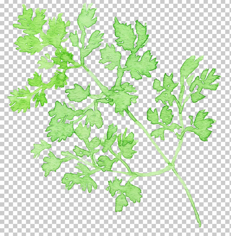 Parsley PNG, Clipart, Chervil, Chinese Celery, Flower, Herb, Leaf Free PNG Download