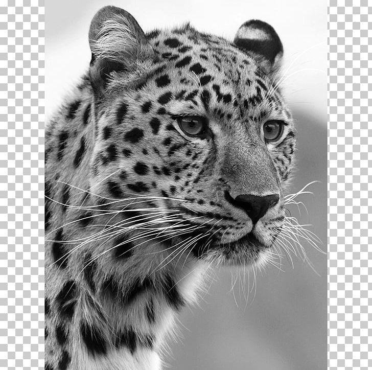 Felidae Jaguar Wildcat Tiger PNG, Clipart, Animal, Animals, Big Cat, Big Cats, Black And White Free PNG Download