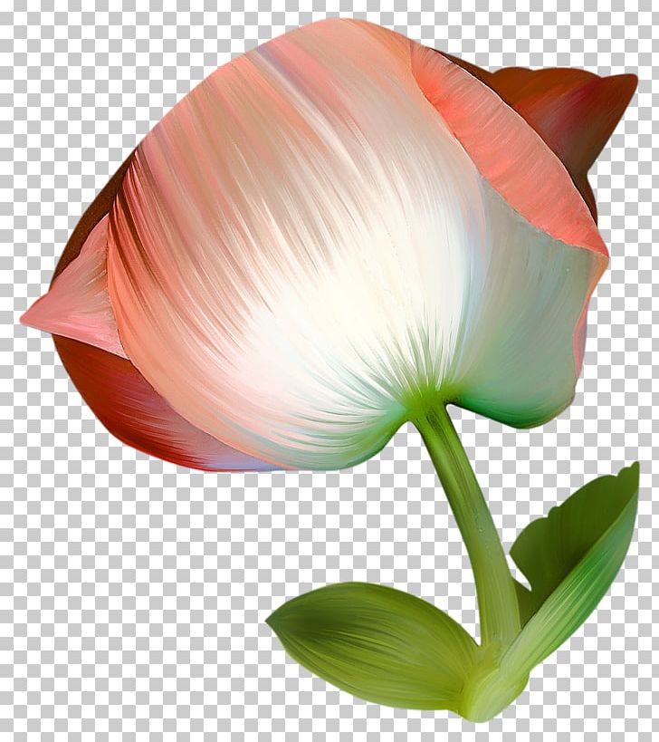 Flower PNG, Clipart, Cut Flowers, Designer, Download, Flower, Flowering Plant Free PNG Download