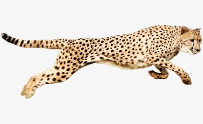 Running Cheetah PNG, Clipart, Animal, Animal World, Beast, Biology, Cheetah Free PNG Download