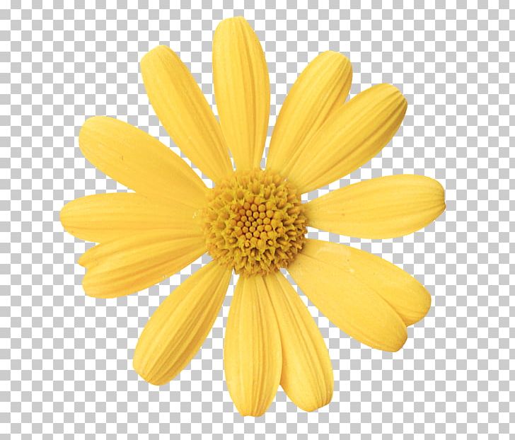 Oxeye Daisy Marguerite Daisy Chrysanthemum Plant Petal PNG, Clipart, Centimeter, Chrysanthemum, Chrysanths, Daisy, Daisy Family Free PNG Download