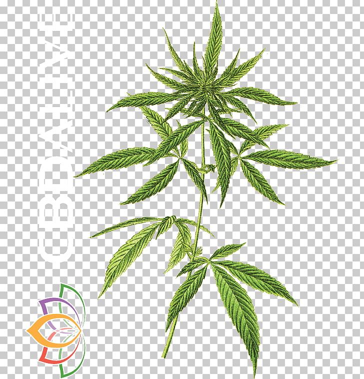 Cannabis Revealed: How The World's Most Misunderstood Plant Is Healing Everything From Chronic Pain To Epilepsy Cannabis Sativa Cannabidiol Hemp PNG, Clipart,  Free PNG Download