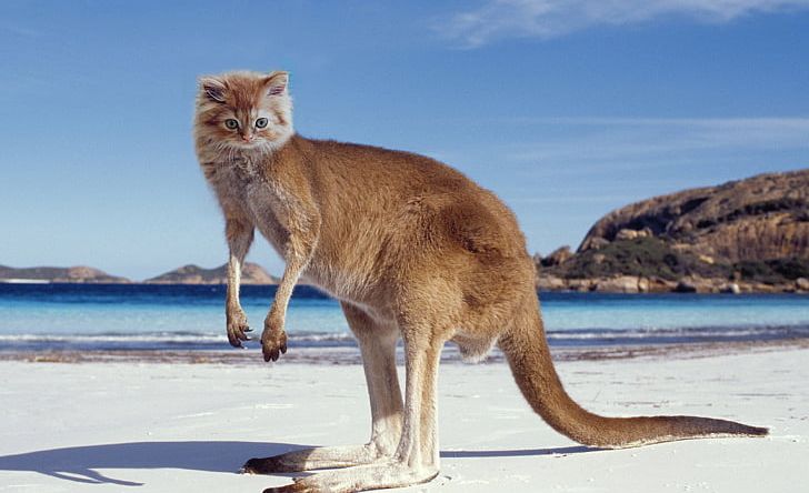 Fauna Of Australia Yorkshire Terrier Koala Macropodidae PNG, Clipart, Agile Wallaby, Animal, Animals, Australia, Fauna Free PNG Download