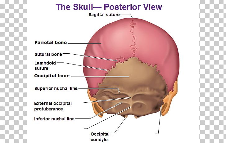 Human Body Skull Anatomy External Occipital Protuberance Human Back Png