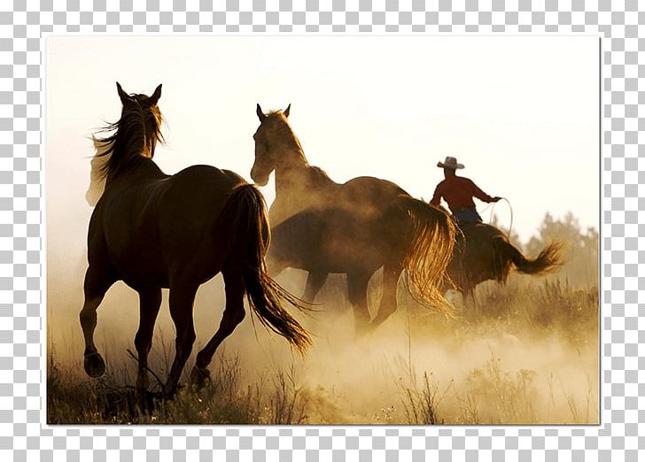 Mustang Powder Burn Stallion Desktop Cowboy PNG, Clipart, 4k Resolution, Animal, Cowboy, Desktop Wallpaper, Ecoregion Free PNG Download