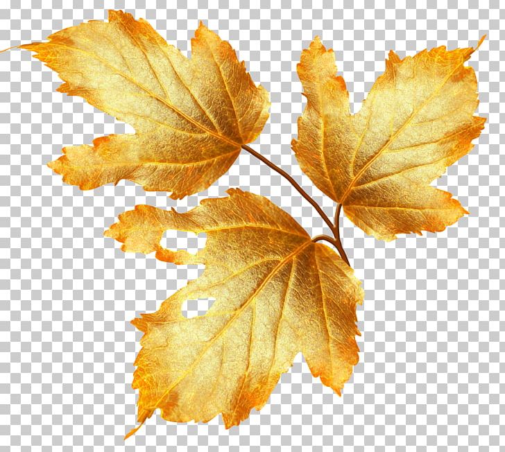 Autumn Flower PNG, Clipart, Autumn, Autumn Leaves, Autumn Tree, Branch, Computer Graphics Free PNG Download