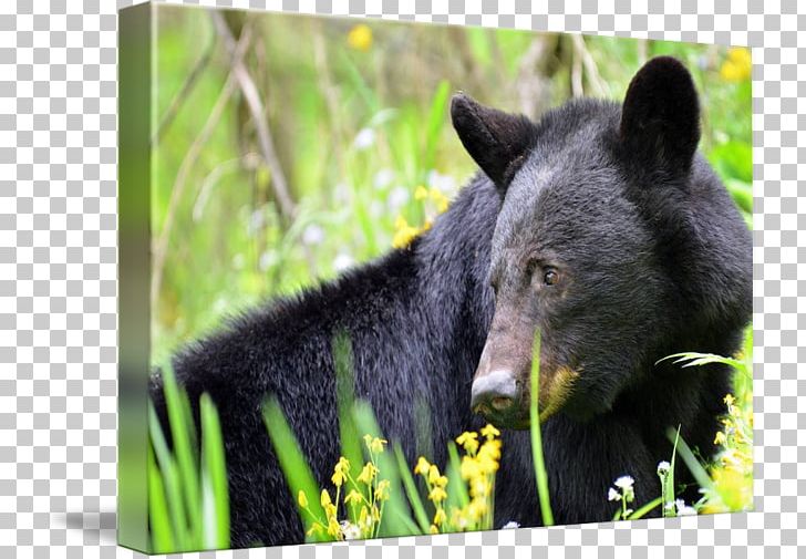 Fauna Wildlife Terrestrial Animal Snout PNG, Clipart, Animal, Bear, Black Bear, Fauna, Grass Free PNG Download