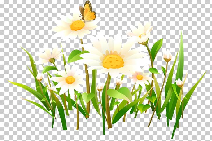 Lossless Compression PNG, Clipart, Branch, Camomile, Chamaemelum Nobile, Chamomile, Computer Wallpaper Free PNG Download