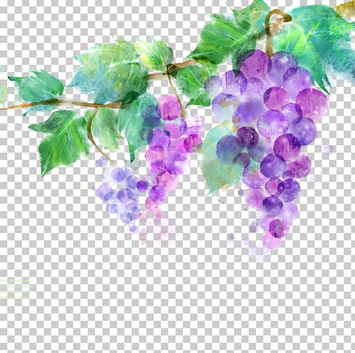 Common Grape Vine Vitis Amurensis Ink Wash Painting Purple PNG, Clipart, Auglis, Branch, Chinese Painting, Flowering Plant, Food Free PNG Download