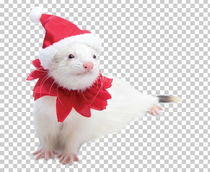 Ferret Rodent Santa Suit Costume Petco PNG, Clipart, Animal, Animals, Christmas, Christmas Ornament, Clothing Free PNG Download
