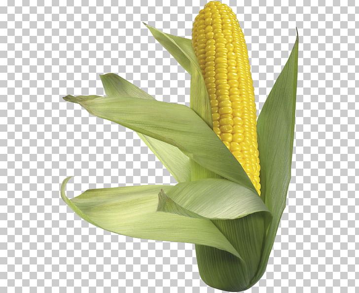 Maize Sweet Corn Corn On The Cob Flour PNG, Clipart, Cereal, Commodity, Computer Icons, Corn, Corn On The Cob Free PNG Download