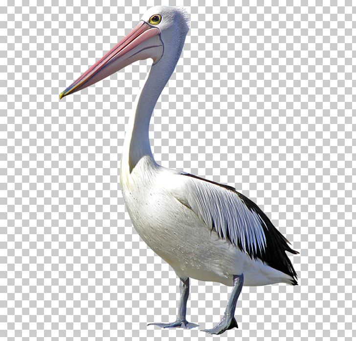 Pelican Bird Duck PNG, Clipart, Animals, Beak, Bird, Black Swan, Cartoon Swan Free PNG Download