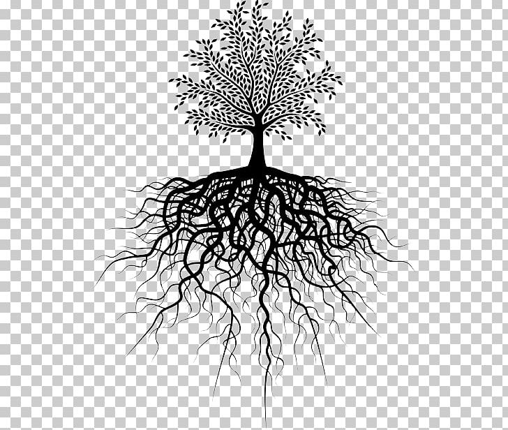 Root Tree PNG, Clipart, Black And White, Branch, Depositphotos, Drawing, Flora Free PNG Download