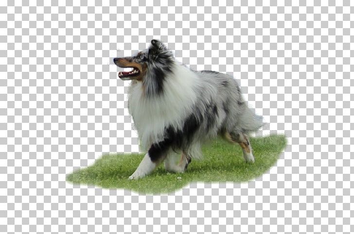 Rough Collie German Spitz Mittel German Spitz Klein Shetland Sheepdog Pomeranian PNG, Clipart, Breed, Carnivoran, Collie, Companion Dog, Dog Free PNG Download