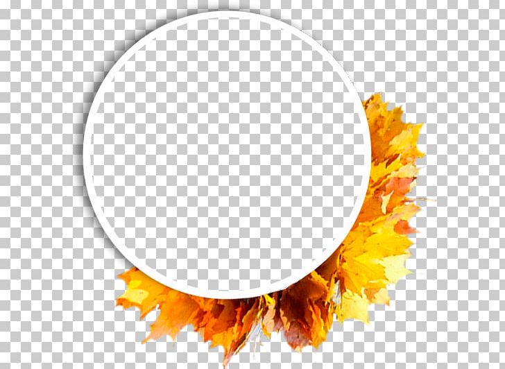 Skin Frames PNG, Clipart, Adobe Systems, Autumn, Blog, Bullet Wound, Copying Free PNG Download