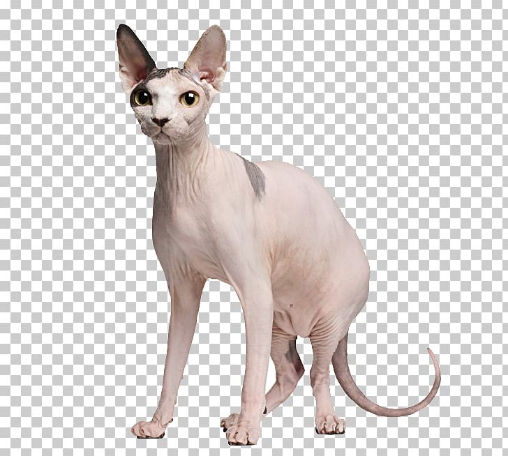 Sphynx Cat Devon Rex Persian Cat Munchkin Cat Peterbald PNG, Clipart, Carnivoran, Cat, Cat Like Mammal, Chartreux, Cornish Rex Free PNG Download