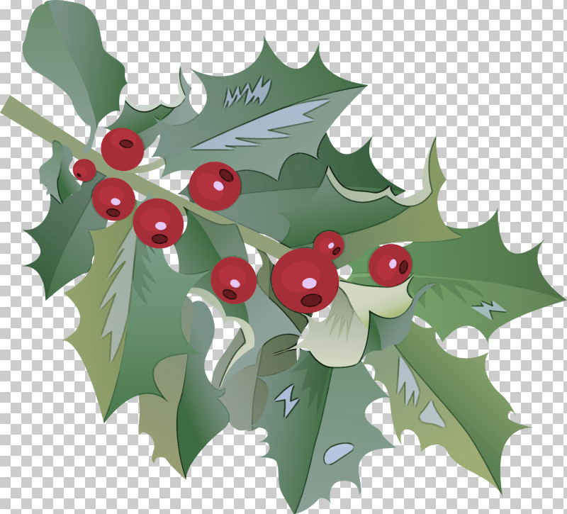 Holly PNG, Clipart, American Holly, Berry, Branch, Chinese Hawthorn, Flower Free PNG Download