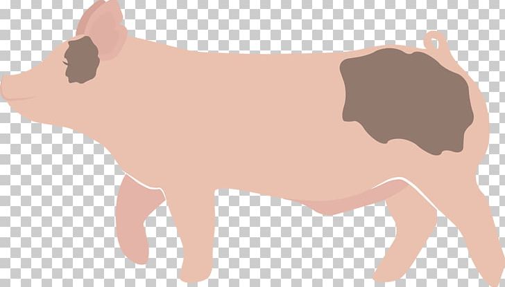 Domestic Pig Cattle PNG, Clipart, Agriculture, Animals, Blue, Butt, Buttocks Free PNG Download