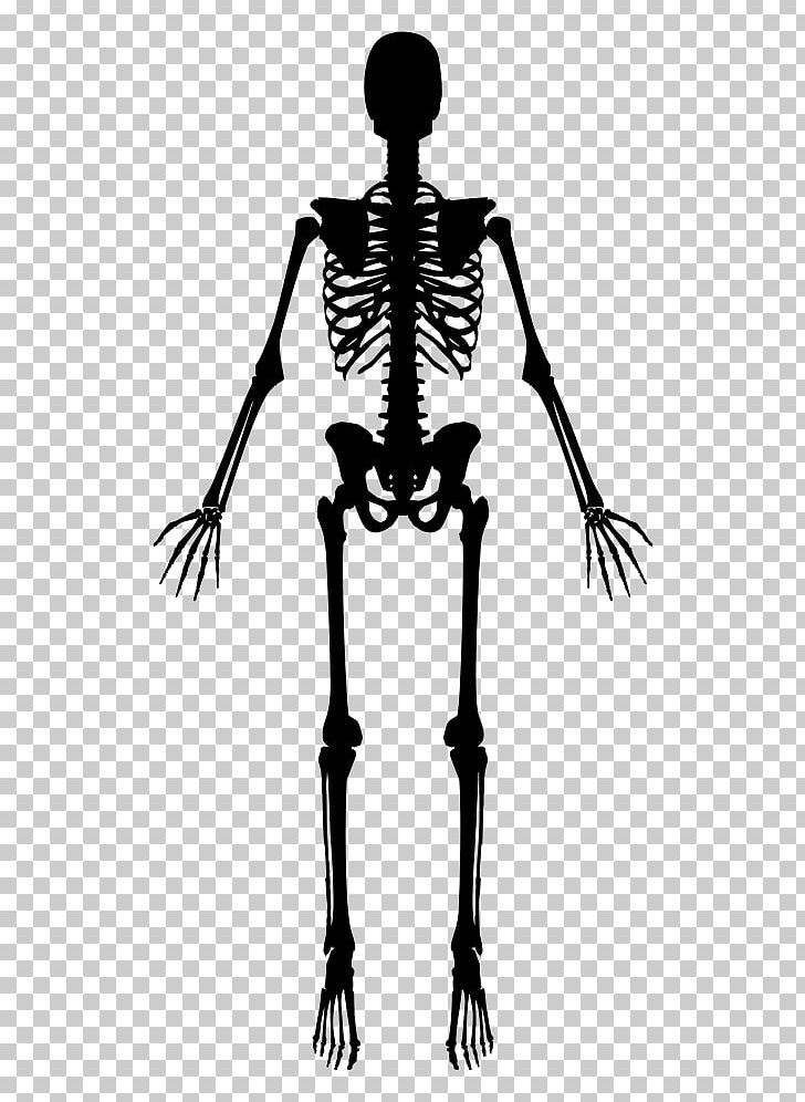 Human Skeleton PNG, Clipart, Black And White, Bone, Encapsulated Postscript, Fantasy, Human Free PNG Download