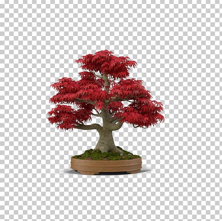 Japanese Maple Bonsai Tree PNG, Clipart, 3d Computer Graphics, Adobe Illustrator, Bonsai, Download, Encapsulated Postscript Free PNG Download