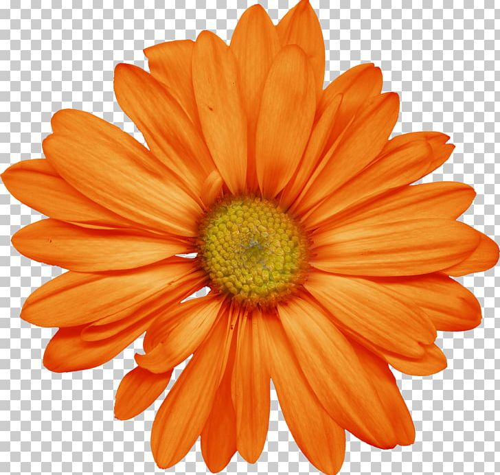Stock Photography Flower Transvaal Daisy Desktop Common Daisy PNG, Clipart, Blue, Chrysanths, Common Daisy, Cut Flowers, Daisy Family Free PNG Download