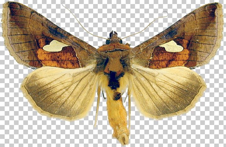 Butterfly Insect Burnished Brass Prominent Moths Plusiinae PNG, Clipart, Arthropod, Binomial Nomenclature, Butterflies And Moths, Butterfly, Insect Free PNG Download