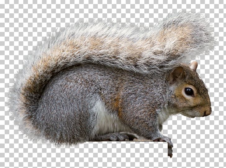 Eastern Gray Squirrel Gray Wolf Rodent Fox Squirrel PNG, Clipart, Animals, Bird Feeders, Black Squirrel, California Ground Squirrel, Cape Ground Squirrel Free PNG Download