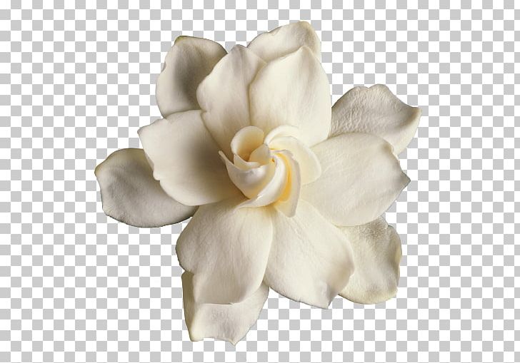 Gardenia Thunbergia Flower Cape Jasmine PNG, Clipart, Cape Jasmine, Cut Flowers, Flower, Flowering Plant, Fotosearch Free PNG Download