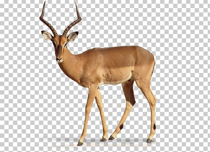 Impala Antelope Gazelle Elk Deer PNG, Clipart, Animal, Animals, Antelope, Antler, Blackbuck Free PNG Download